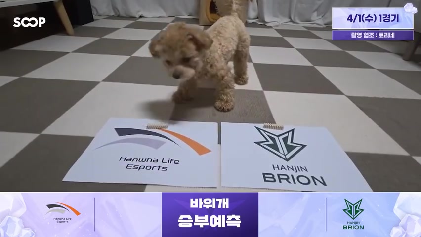 蟹哥被煮了吗？！LCK赛前狗狗预测：HLE胜BRO T1胜KT【球盟会】